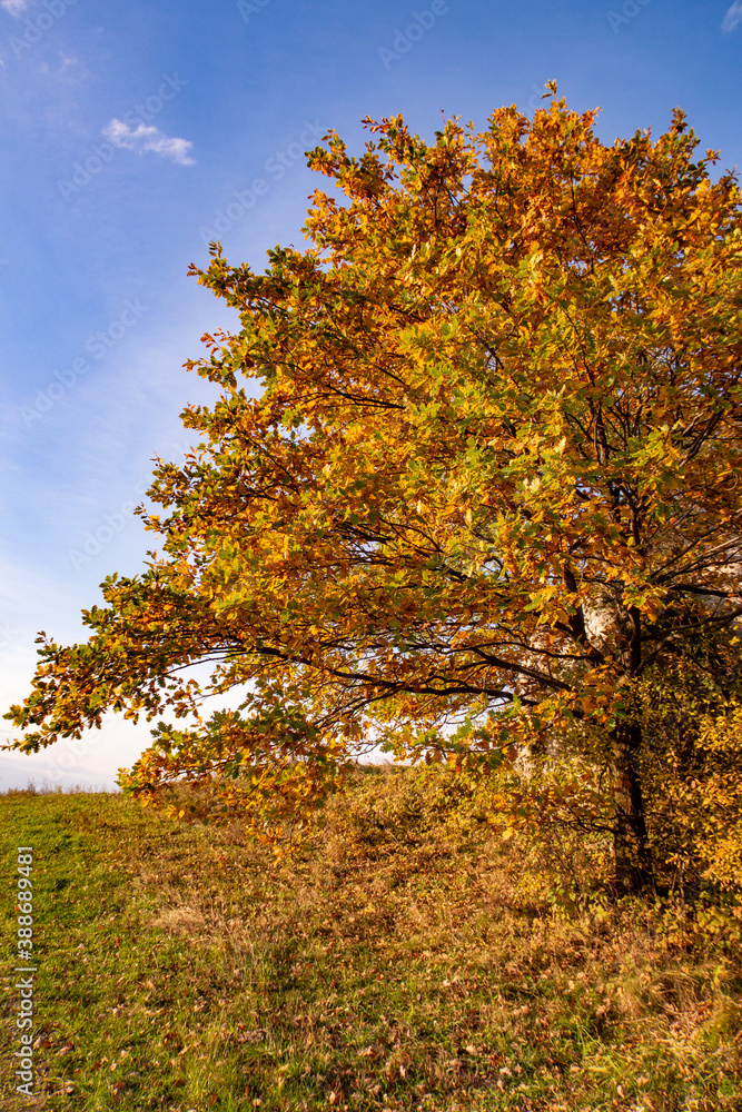 Fototapeta premium Autumn view of the forest with rocks