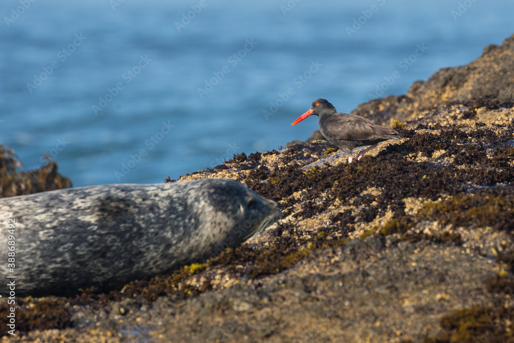 Wild harbor seals sunbathing on coastal rocks along Pacific Highway in California. Wild harbor seals sunbathing on coastal rocks along Pacific Highway in California.