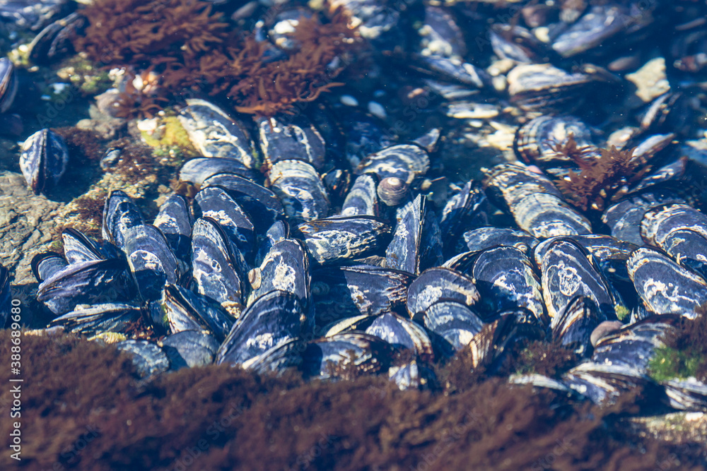Mussels in a tide pool off the coast of the Pacific Coast Highway in California.