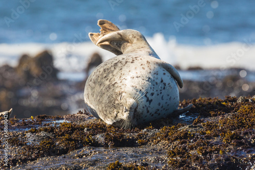 Fototapeta Naklejka Na Ścianę i Meble -  Wild harbor seals sunbathing on coastal rocks along Pacific Highway in California.