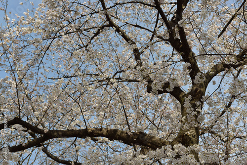 Wallpaper Mural さくら Torontodigital.ca