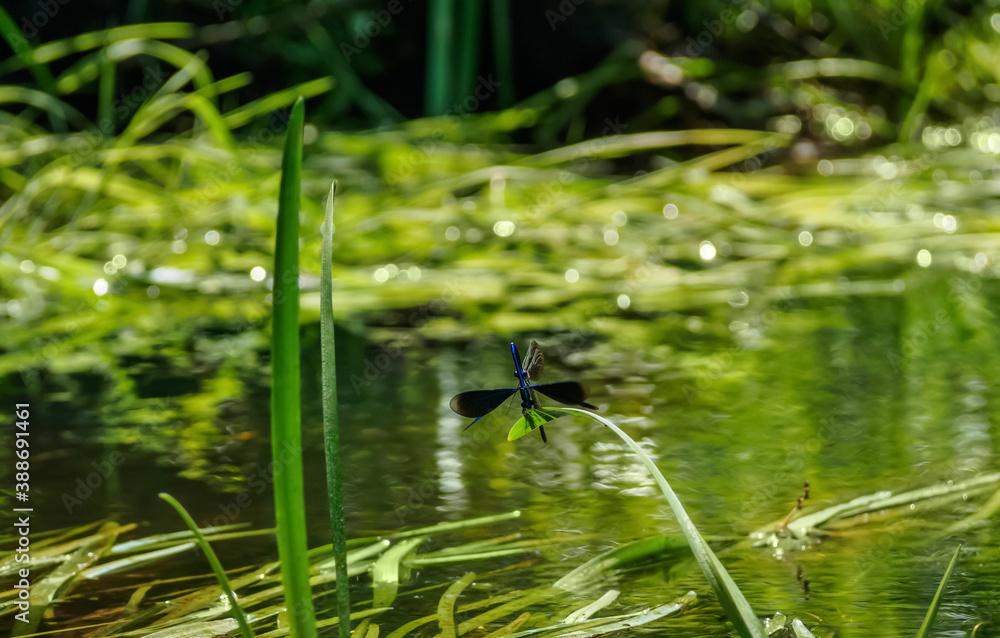 Bright blue dragonflys fly above the water surface of the river. Bright blue dragonflys fly above the water surface of the river.