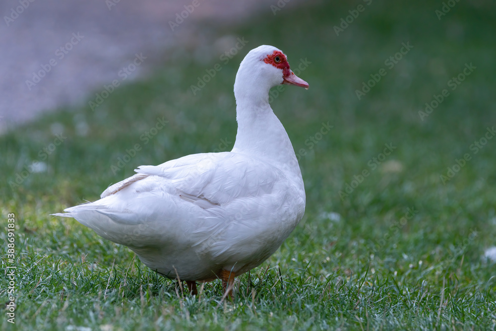bird, gans, ente, weiß, tier, natur, gans, gras, bauernhof, schnabel, bird, gans, ente, weiß, tier, natur, gans, gras, bauernhof, schnabel,