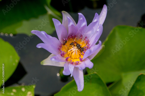 Purple flower swarmed by Bees 