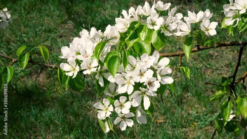 Beautiful white Apple blossoms on a Sunny spring day. Flower buds close up. The concept of revival of the nature after winter