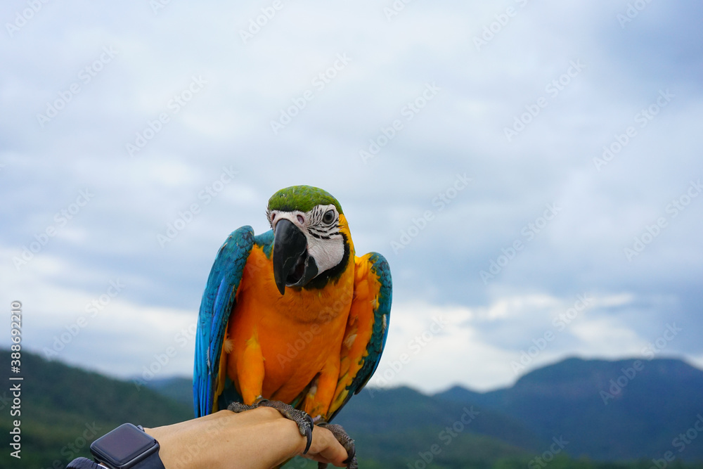 Blue and Gold Macaw Parrots on the sky and mountain background