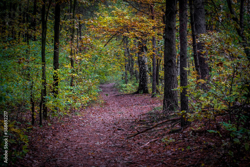 A mystical forest path in autumn. Kampinos National Park  Poland.