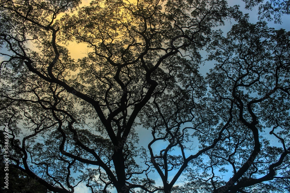 An amazing big tree branches silhouette.
This photo was taken at dusk so the sky was yellowish blue.
The detail of the leaves makes it more dramatic. An amazing big tree branches silhouette.
This photo was taken at dusk so the sky was yellowish blue.
The detail of the leaves makes it more dramatic.