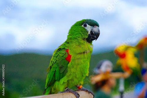 Hahn Macaw parrot on the sky and mountain background