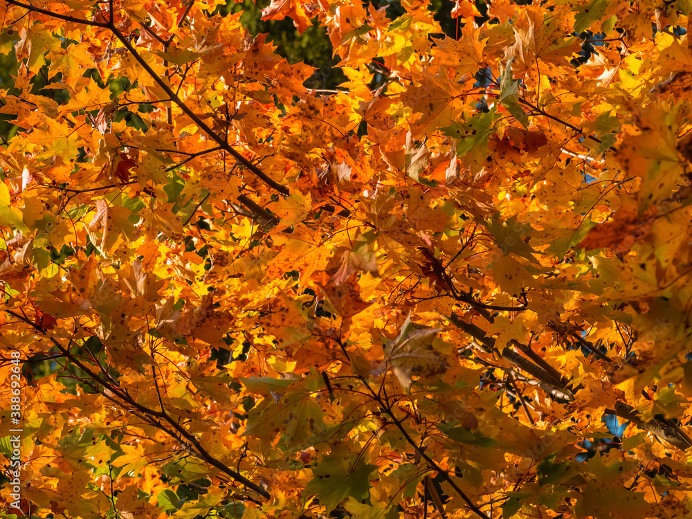 Background from autumn colored maple leaves. Yellow, red and orange foliage in the fall.