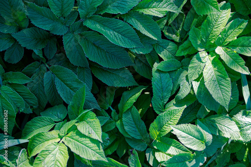 solid green thickets of large plant leaves photo