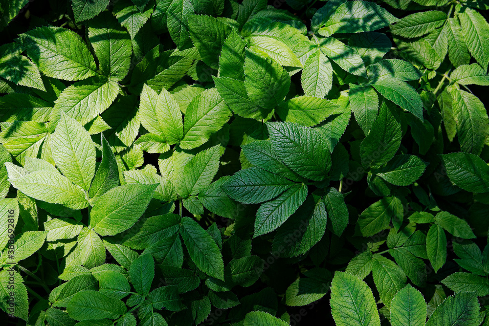 solid green thickets of large plant leaves solid green thickets of large plant leaves