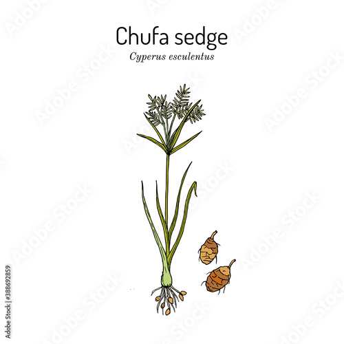 Chufa sedge Cyperus esculentus , edible and medicinal plant