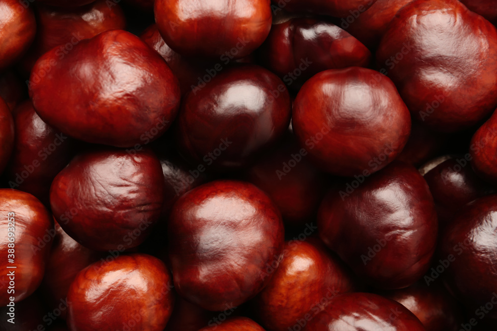 Pile of horse chestnuts as background, top view Pile of horse chestnuts as background, top view