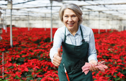 Happy middle-aged female standing in her greenhouse on background with red plantation of Poinsettia pulcherrima..
