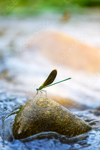 beautiful Dragonfly on a rock in stream river , nature background
