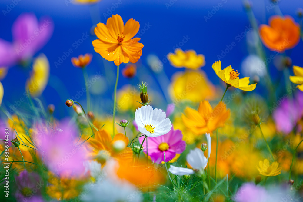 colorful cosmos flower garden in bule sky background colorful cosmos flower garden in bule sky background