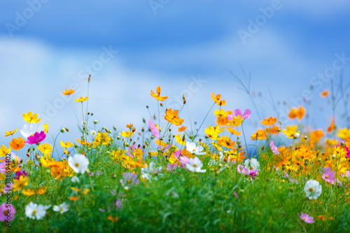 colorful cosmos flower garden in bule sky background