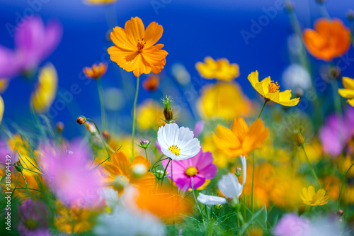 colorful cosmos flower garden in bule sky background © nutt