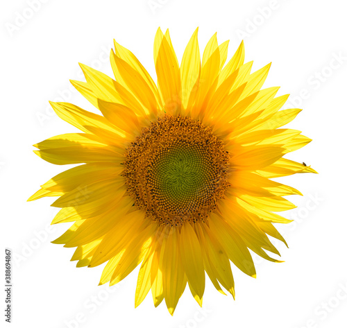 Fototapeta Naklejka Na Ścianę i Meble -  sunflower back illuminated on white background