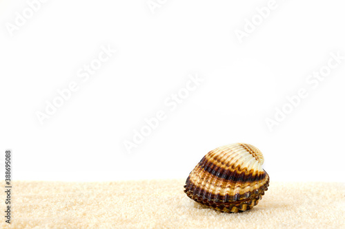beautiful one closed cockle (Acanthocardia tuberculata) sea shell on the sand isolated on a white background photo