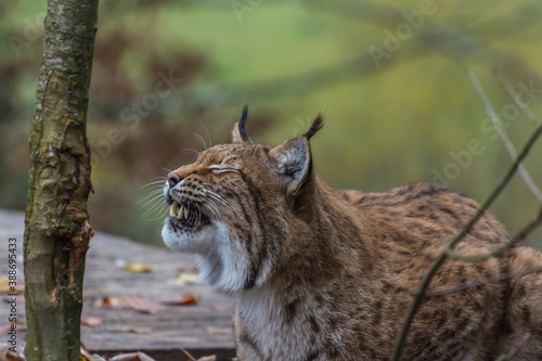 lynx lies and shows the teeth in a zoo in the mountains