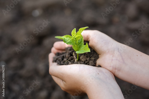 Young green sprout with earth on hands