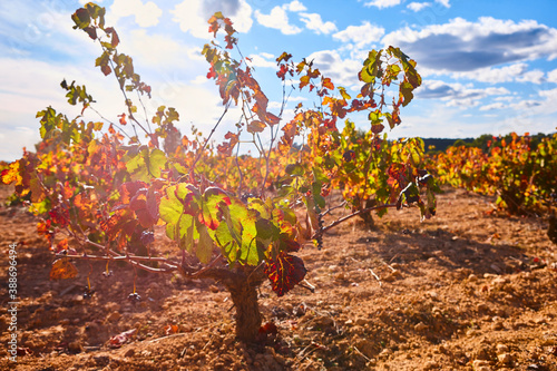 Vineyards plantation in Utiel Requena. Harvest time. Spanish viticulture photo