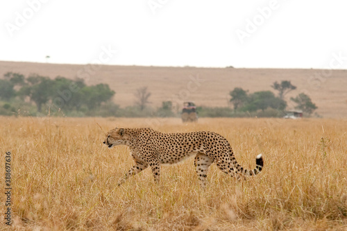 Creatures of the savannah during a safari, Serengeti, Amboseli and Tsavo national park, Kenya, Africa © Nicola