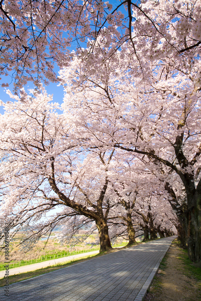 Fototapeta premium ソメイヨシノ桜並木