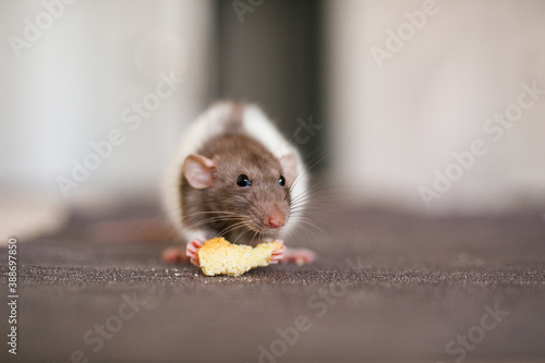 A small decorative rat Dumbo white with gray color sits on the table in the kitchen and eats a piece of bread