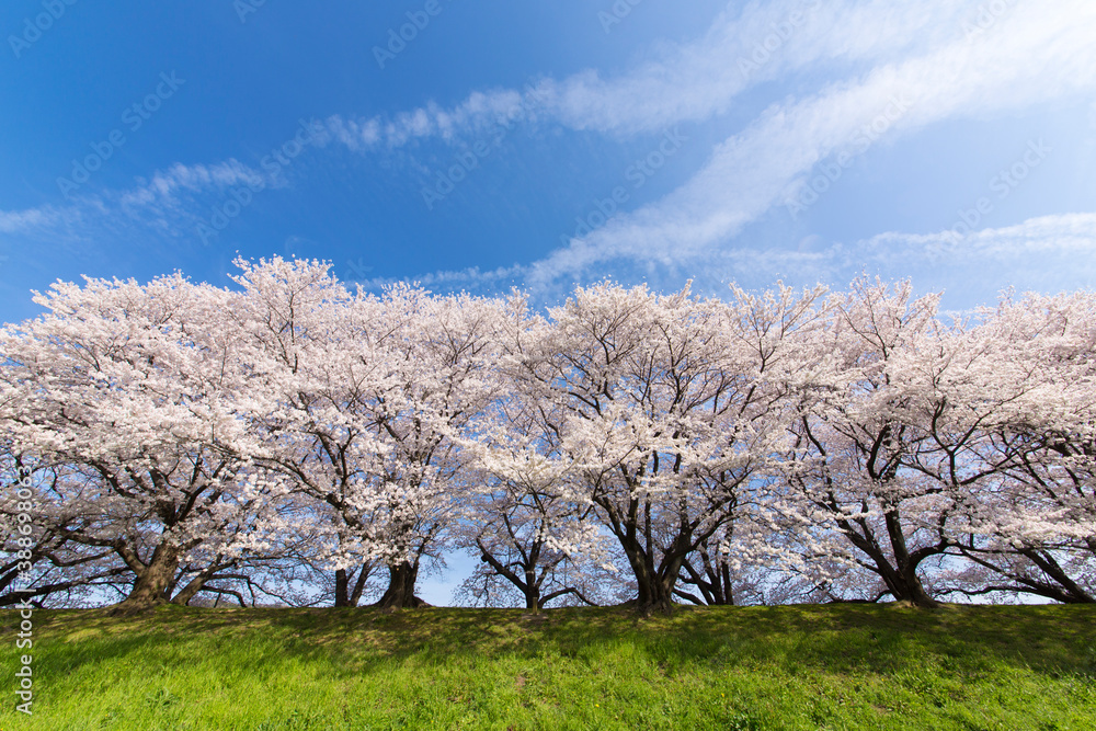 京都八幡市背割堤の桜並木 京都八幡市背割堤の桜並木