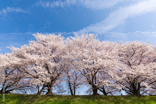 京都八幡市背割堤の桜並木