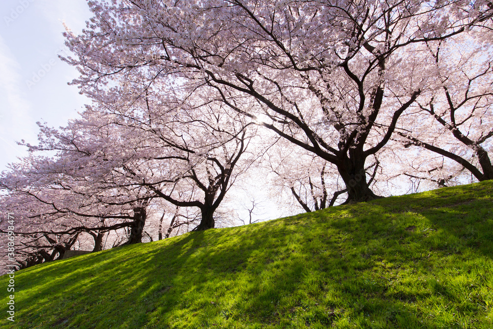 京都八幡市背割堤の桜並木 京都八幡市背割堤の桜並木