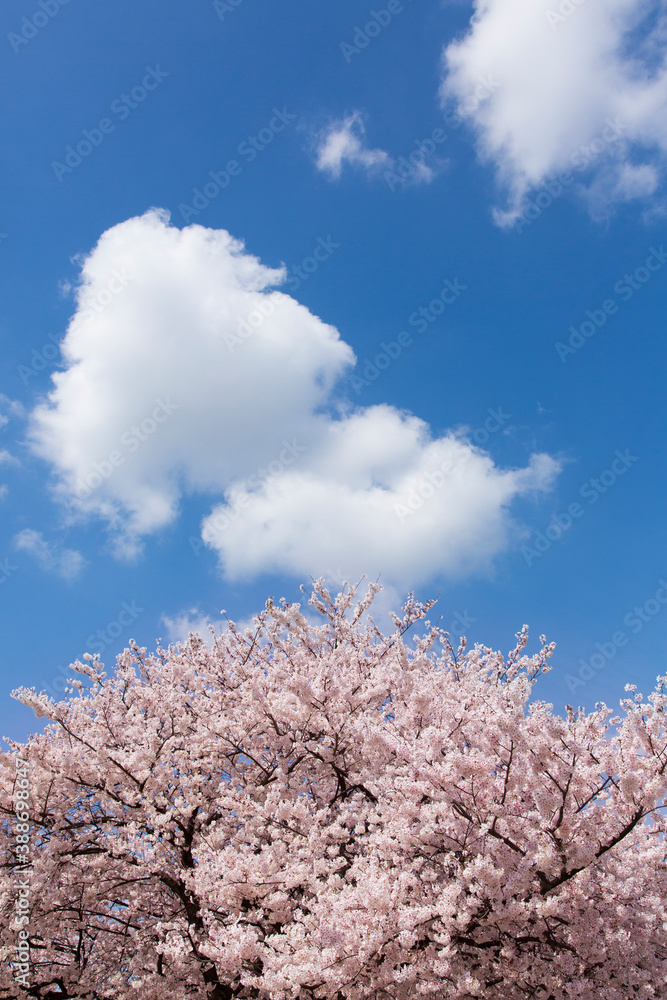 桜と青空