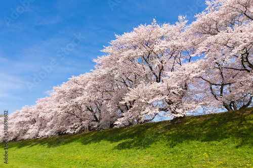 ソメイヨシノ桜並木