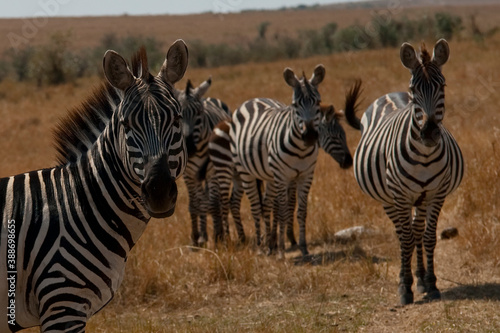 Creatures of the savannah during a safari  Serengeti  Amboseli and Tsavo national park  Kenya  Africa
