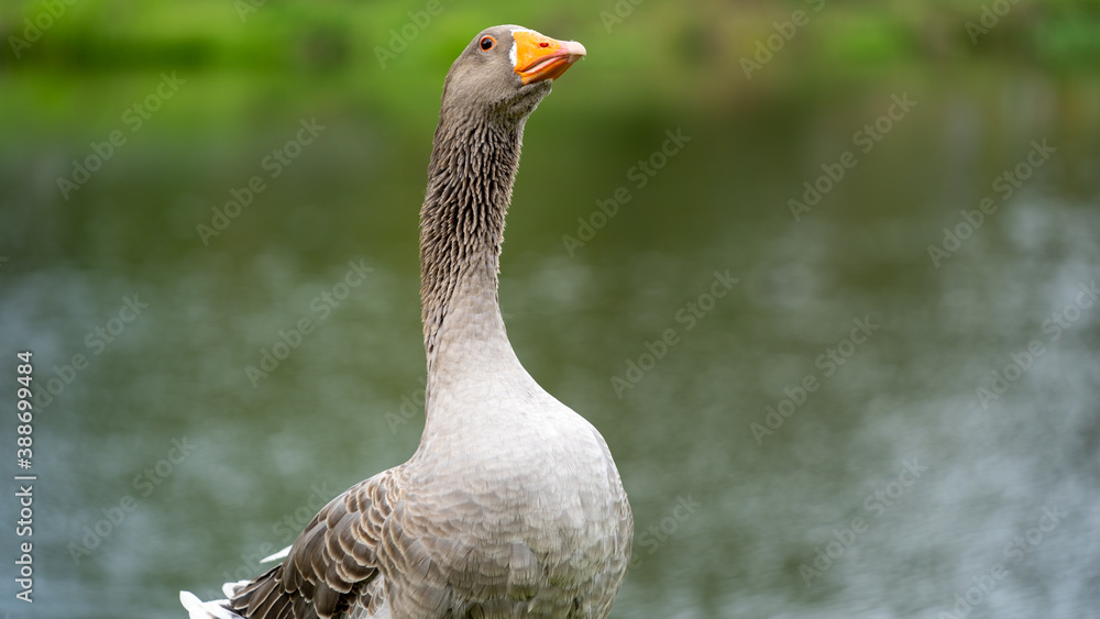Fototapeta premium goose on land