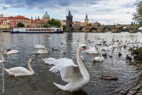 Swans on the Vltava river on the background of Charles Bridge, Prague, Czech Republic