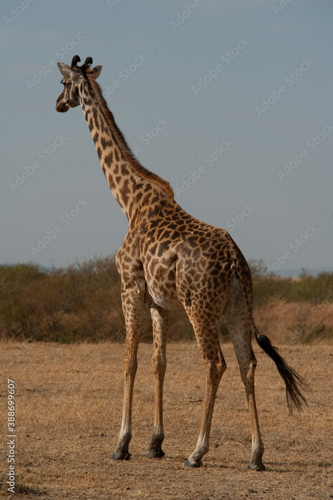 Obraz premium Creatures of the savannah during a safari, Serengeti, Amboseli and Tsavo national park, Kenya, Africa