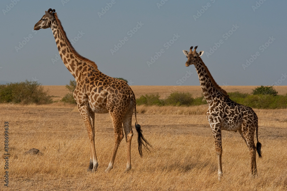 Obraz premium Creatures of the savannah during a safari, Serengeti, Amboseli and Tsavo national park, Kenya, Africa