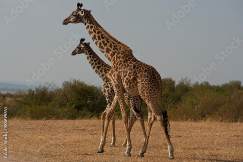 Creatures of the savannah during a safari  Serengeti  Amboseli and Tsavo national park  Kenya  Africa