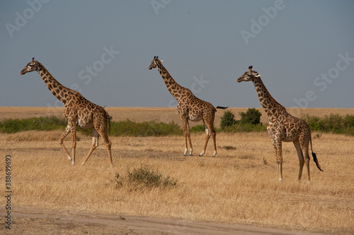 Creatures of the savannah during a safari  Serengeti  Amboseli and Tsavo national park  Kenya  Africa