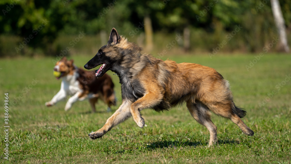 Tervuren dog in the park with a border collie Tervuren dog in the park with a border collie