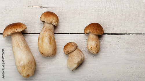 Autumn wild edible mushrooms porcini on wooden table 