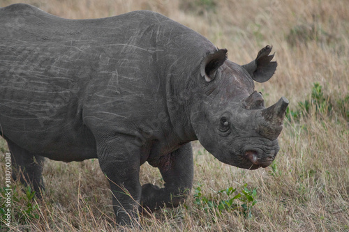 Creatures of the savannah during a safari  Serengeti  Amboseli and Tsavo national park  Kenya  Africa