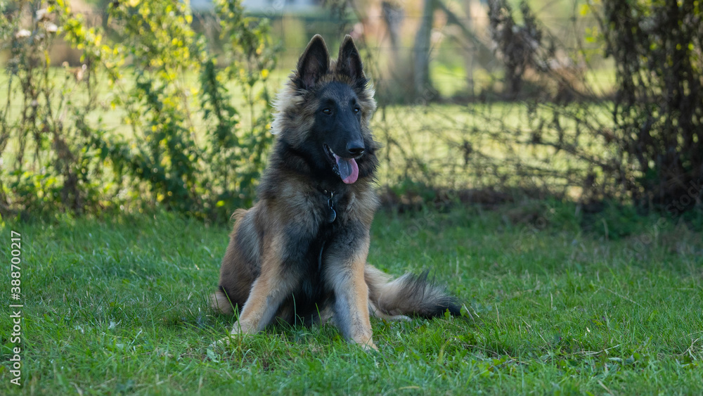 german shepherd dog