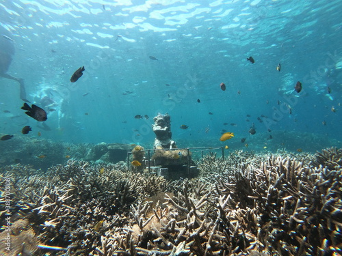 scuba diver and reef