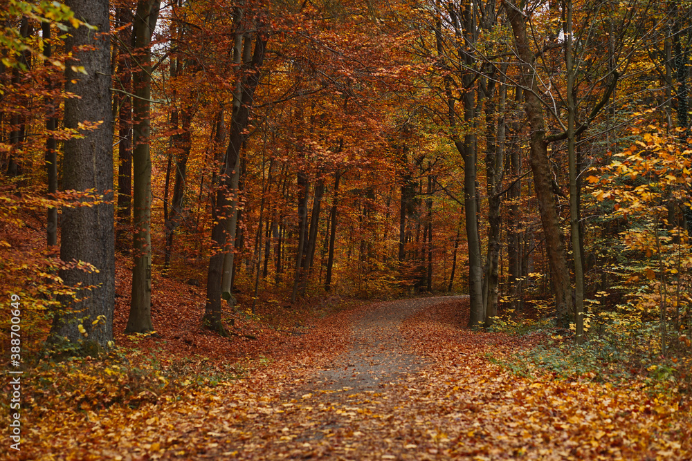Path covered by leaves leading through the orange and red autumn forest in october. 