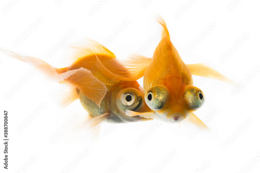 Fototapeta premium 二匹の金魚